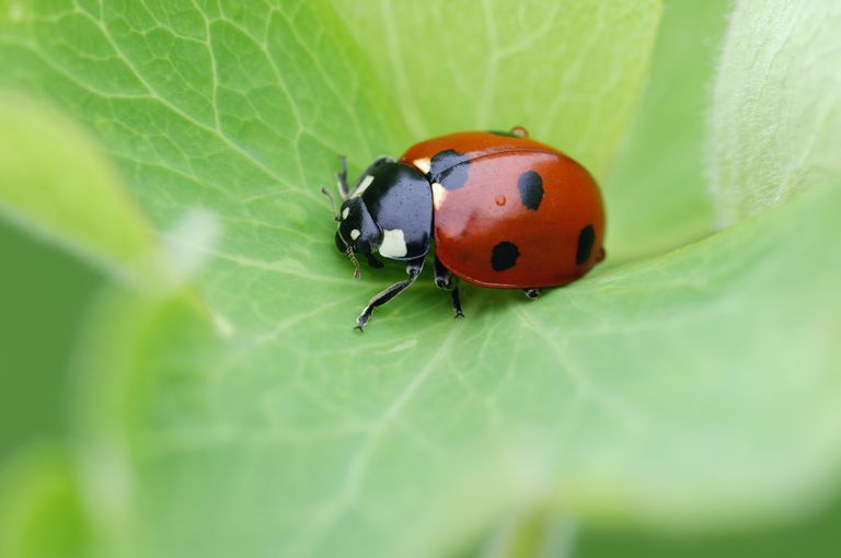 Ladybird on a leaf